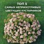 Пять кустарников, которые украсят ваш сад без лишних хлопот
