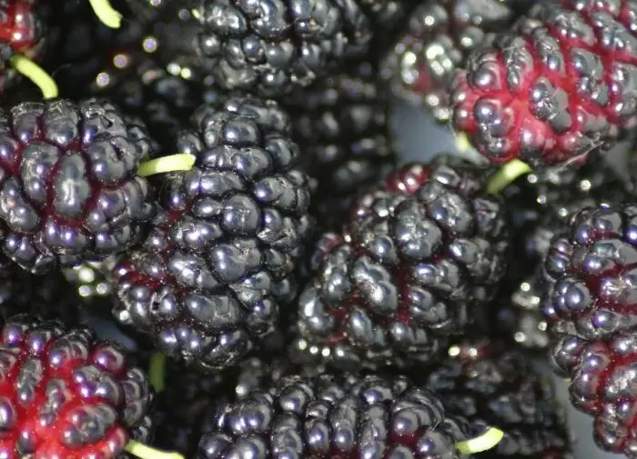 Шелковица: Дерево с Блокбастером Вкуса и Культурным Наследием