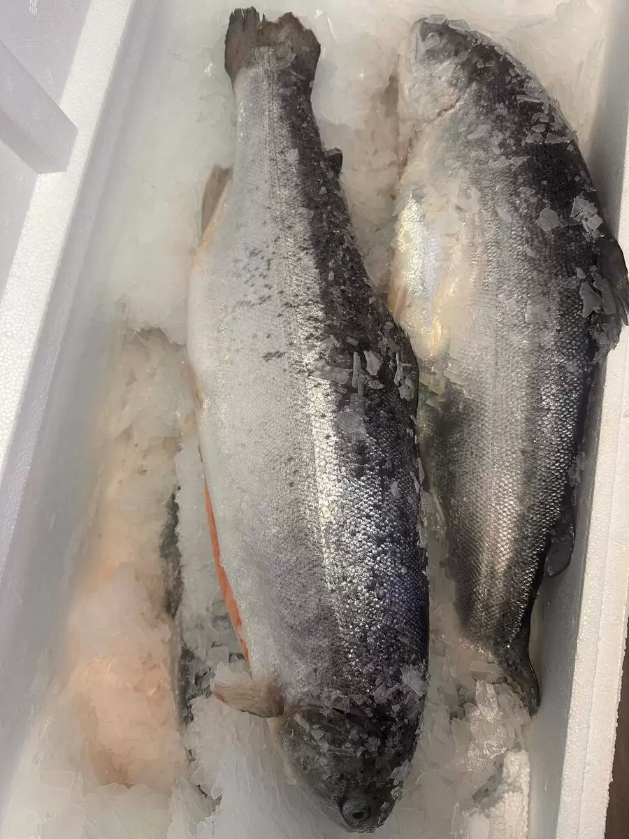 Чудо из Баренцева моря к 8 марта