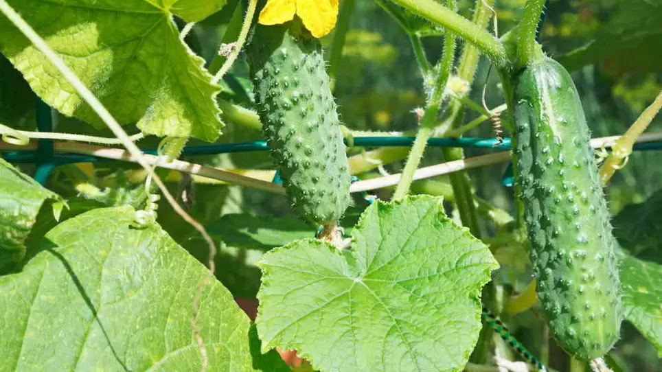 Как древесная зола помогает огурцам в борьбе с пустоцветом