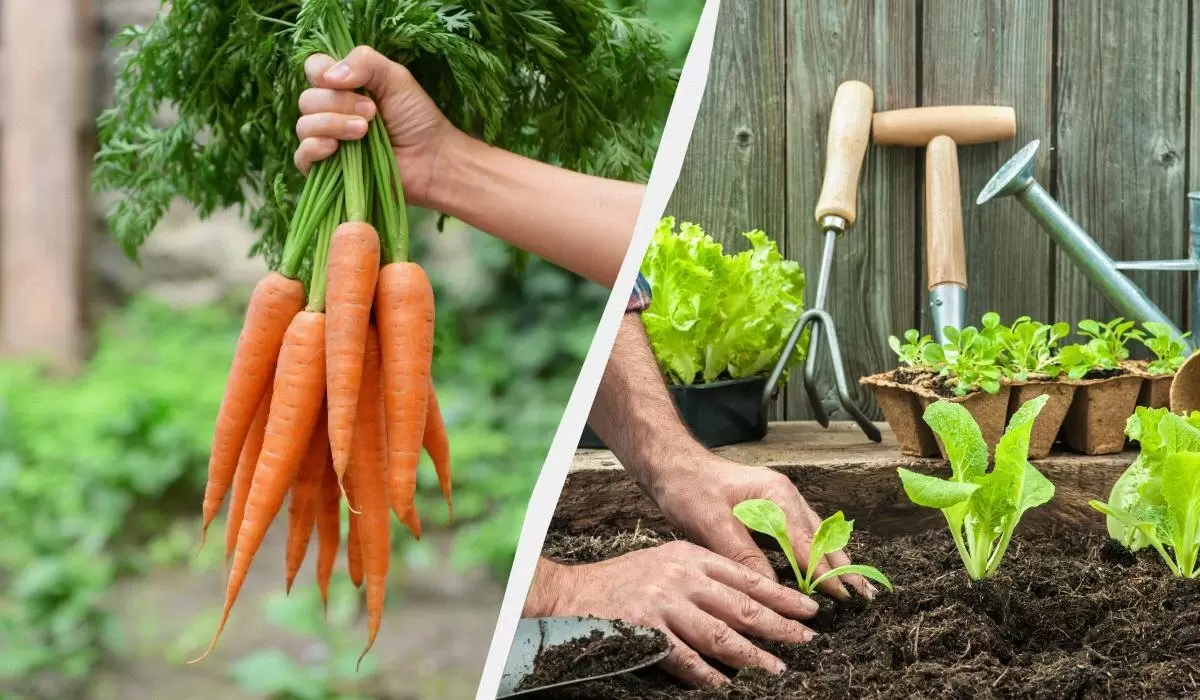 Урожай моркови: что сажать на следующий год для здоровья земли