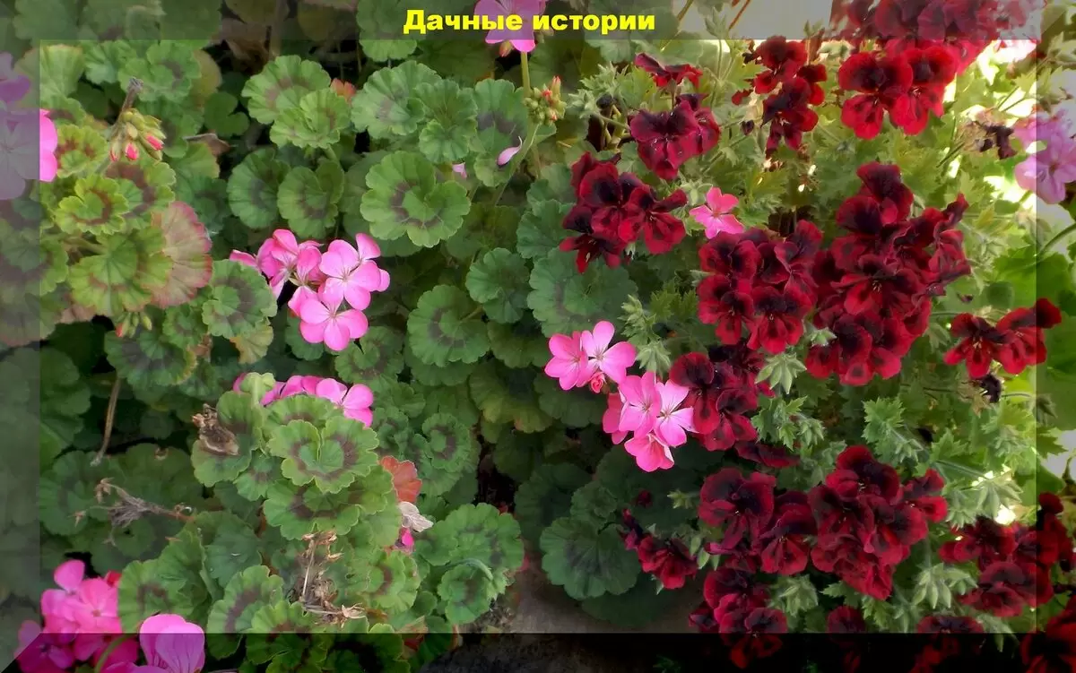 Пеларгония в вашем саду: простая инструкция по выращиванию из семян на зиму