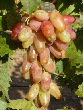 �������� ������: ������� ����� ������ ����� � �������� �������