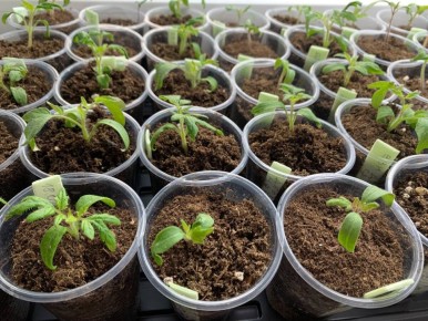 Чеснок против мошки: простой и эффективный способ без химии