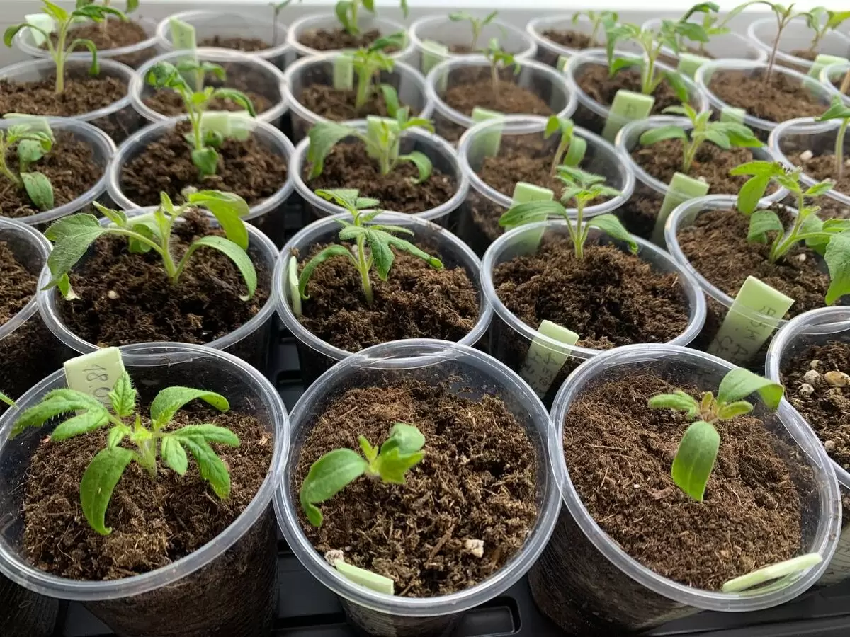 Чеснок против мошки: простой и эффективный способ без химии