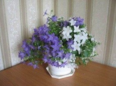 Кампанула "Жених и невеста": как ухаживать за этим чудом природы