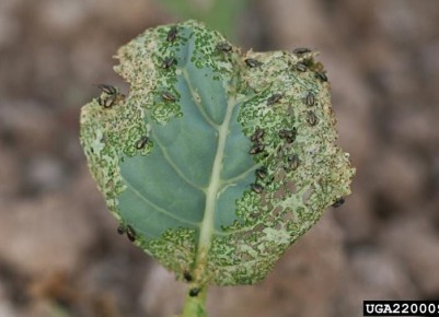 Как защитить капусту от крестоцветной блошки: хитрости и советы