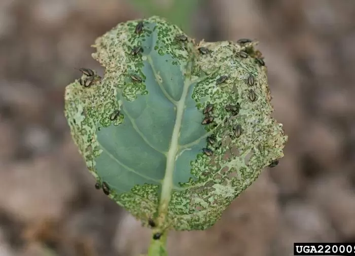 Как защитить капусту от крестоцветной блошки: хитрости и советы