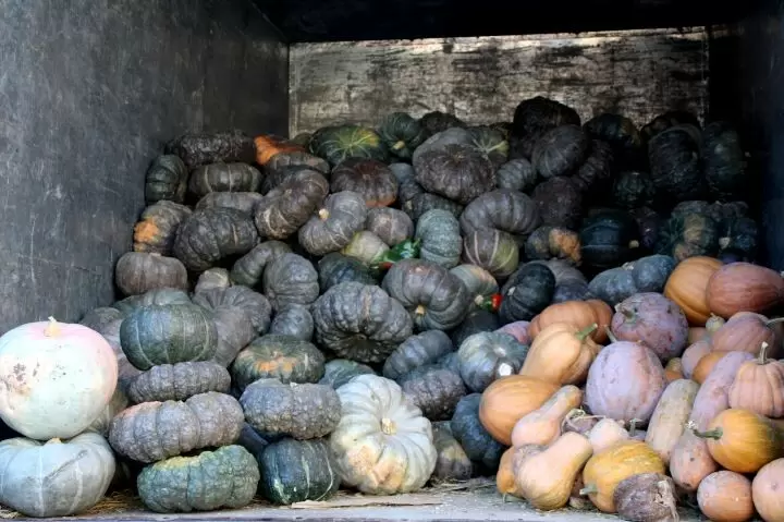 Как выбрать идеальную тыкву для вашего стола: советы и секреты