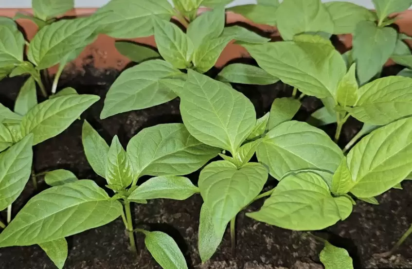 Что лучше посеять на рассаду в январе: советы для тех, кто хочет раннего урожая