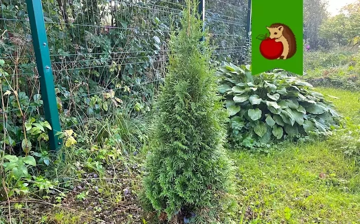 Как подготовить туи к зиме: пять ключевых шагов для здоровья и красоты