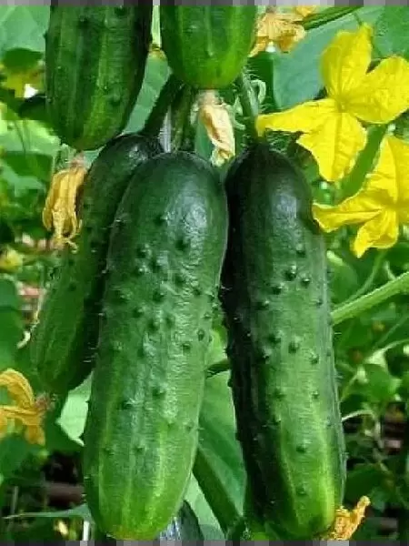 Огурец Зеленая волна: идеальный выбор для вашего участка