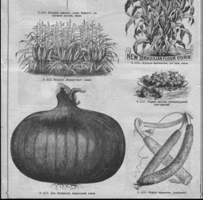 ������� ������: �� ������� �� �������