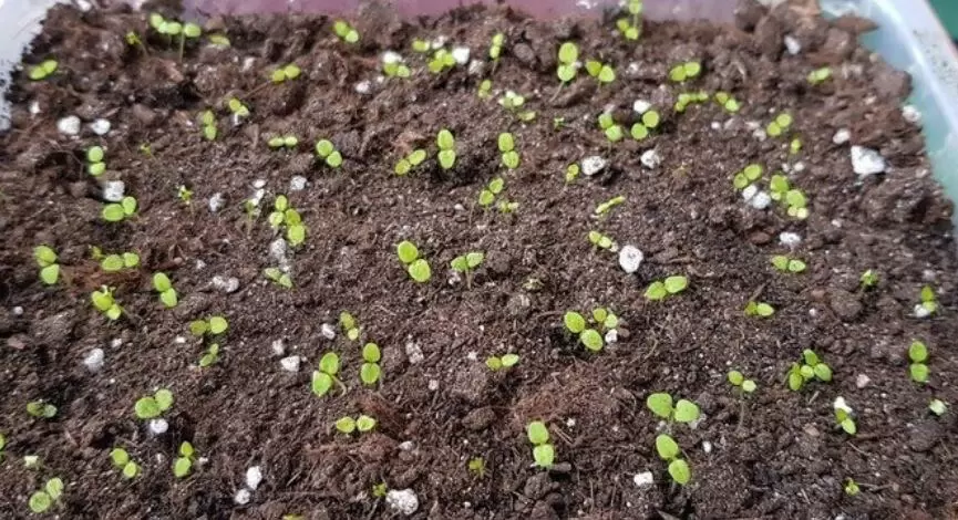 Рассада цветов: путь от всходов до закалки и подготовки к высадке