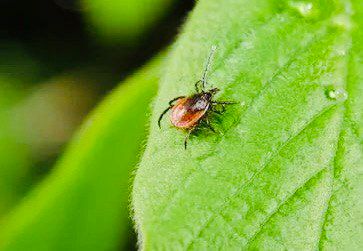 ��� �������� ������ ������� �� ������: ������ �� ��������� � ������������