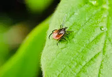 Как защитить дачный участок от клещей: советы по обработке и профилактике