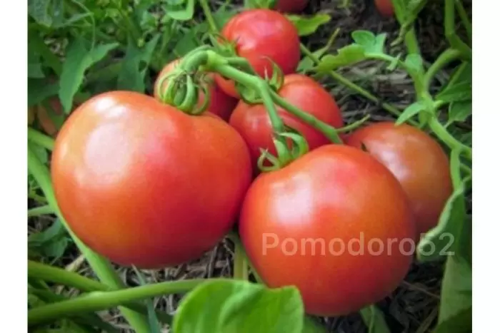 Сорт томатов Пани Яна: новый фаворит огородников