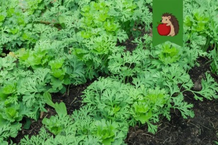 ��� �������� ������� � ������ �������: ������� ������� ��� �����������