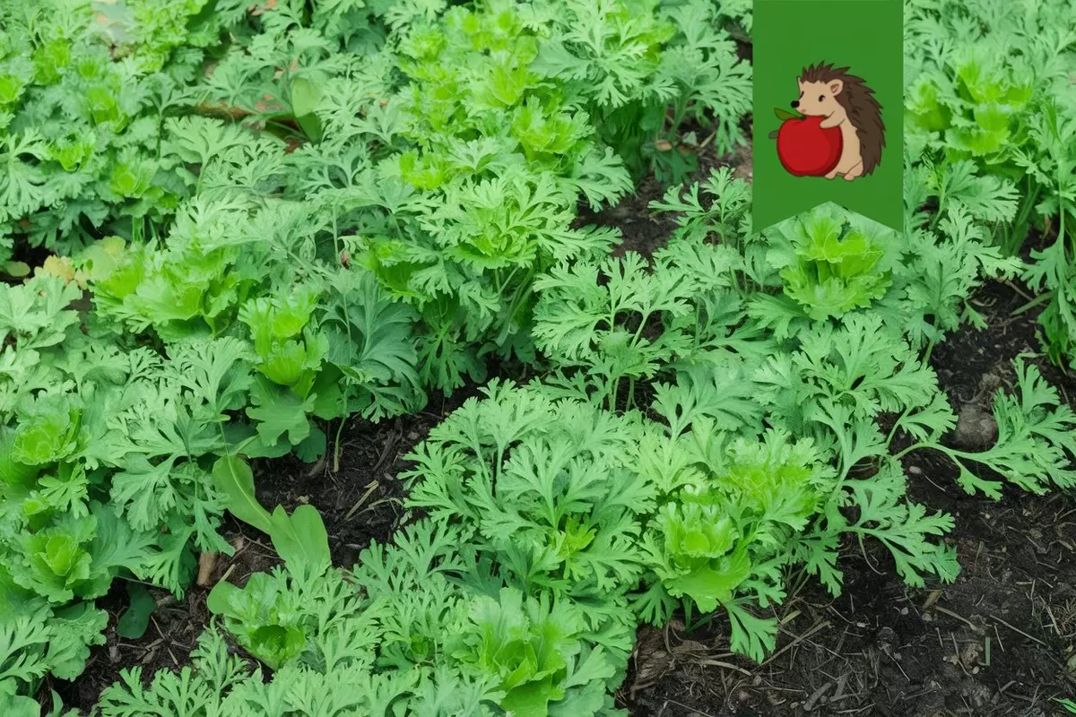 Как добиться сладкой и сочной моркови: простые секреты для огородников