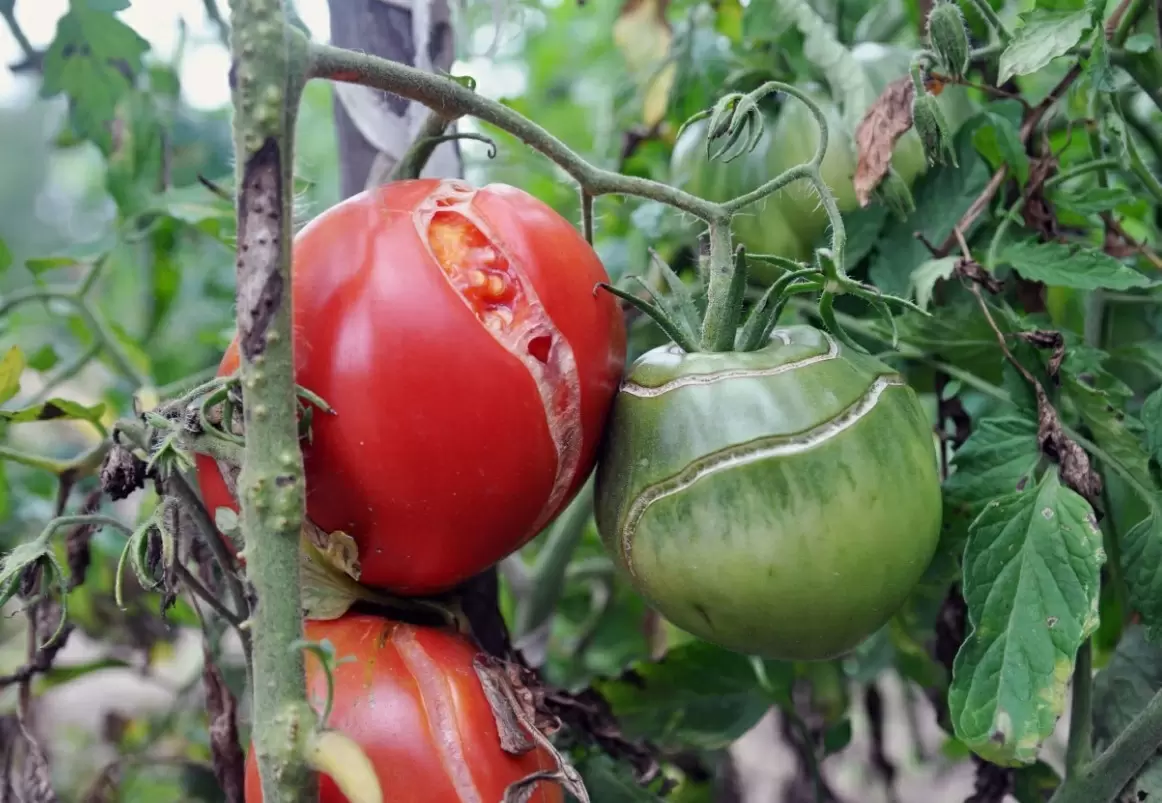 Почему трескаются томаты: основные причины и способы борьбы