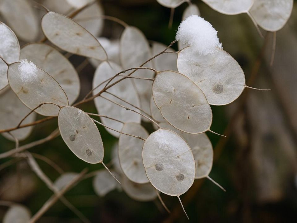 ���������� �������� ����: ������� - ������������� �������� ��� ������� ���������