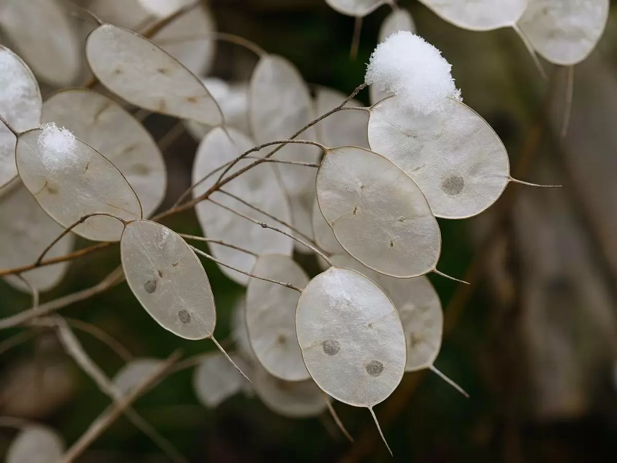 Очарование осеннего сада: Лунария - морозостойкое растение для ленивых садоводов