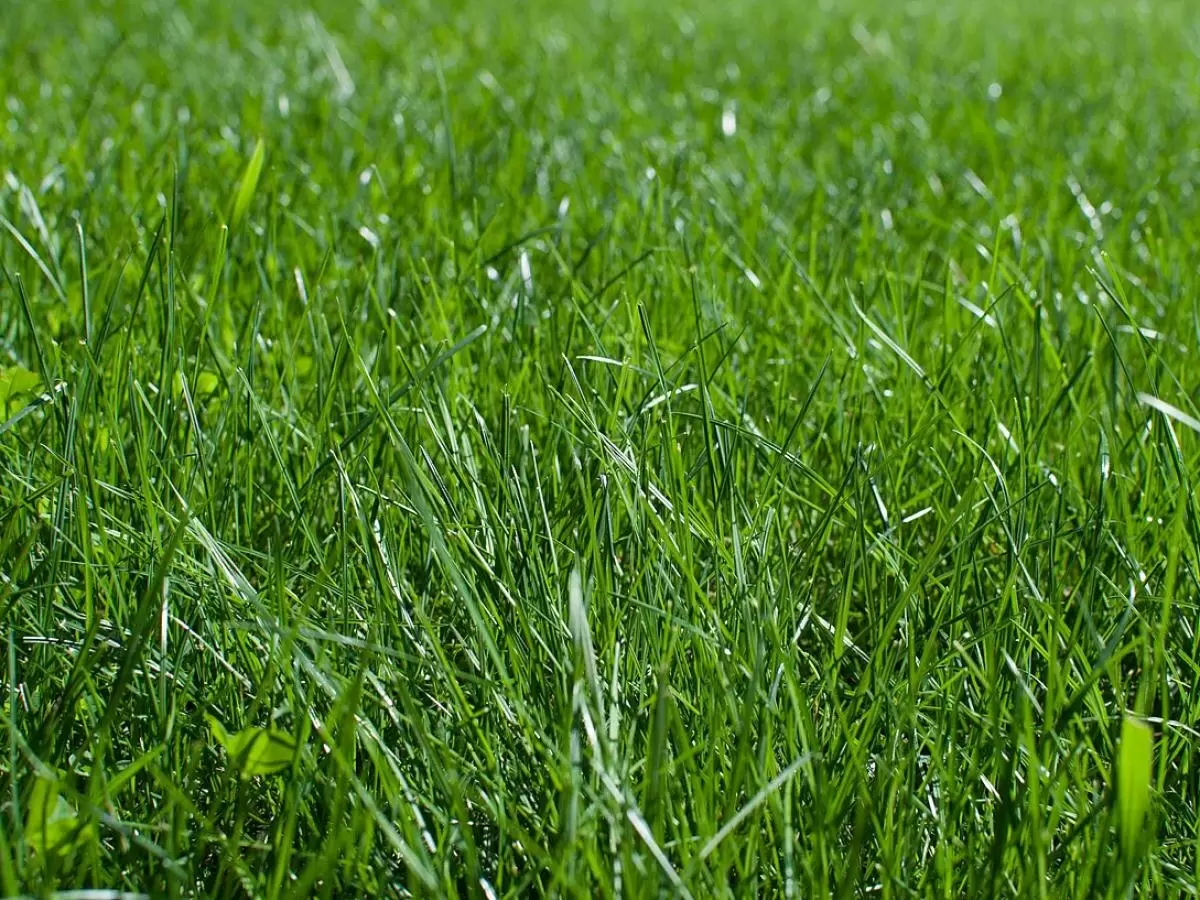 Как вернуть газону свежесть: секреты ухода весной