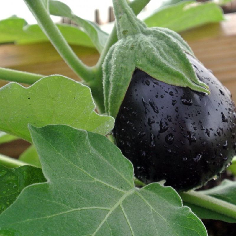 ���������� ��������� �� �������: �������� ������� ����������