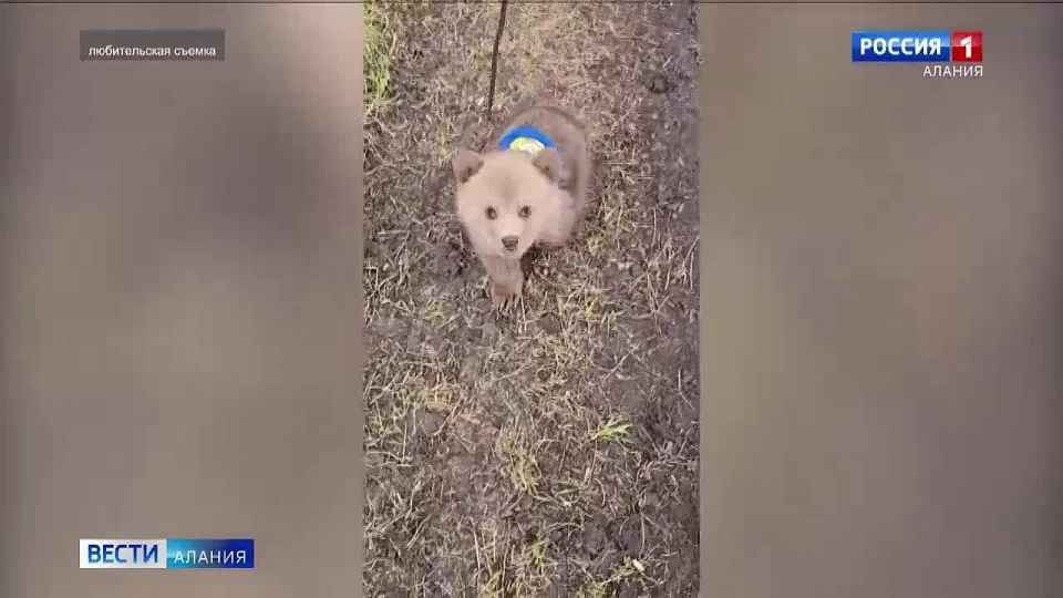 ���������� ����������������� ����������� ���������� �������� � ���������� �������