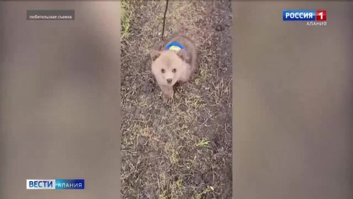 ���������� ����������������� ����������� ���������� �������� � ���������� �������