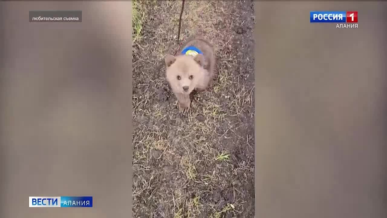 Спасенного североосетинскими волонтерами медвежонка приютили в Московской области