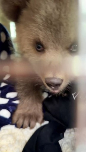 В Москву доставили брошенного в Северной Осетии медвежонка Дыньку, сообщили в парке "Земля прайда"