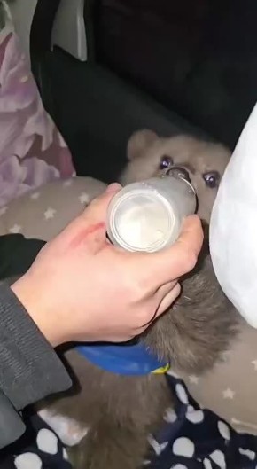 Трехмесячного медвежонка-сироту спасли волонтеры в Северной Осетии