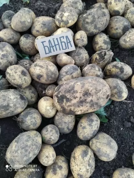 Картофель Банба: желтые клубни, которые сделают вашу кухню ярче