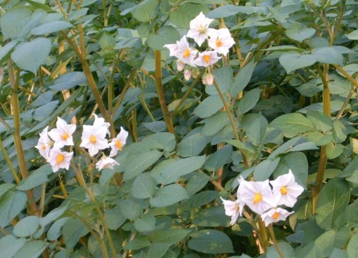 ��� ������ ��������� ��������: ������� ����������