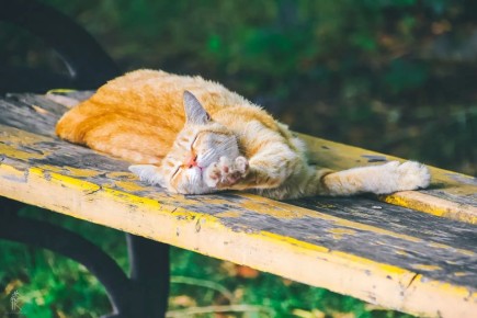 ������ ����, �����������!