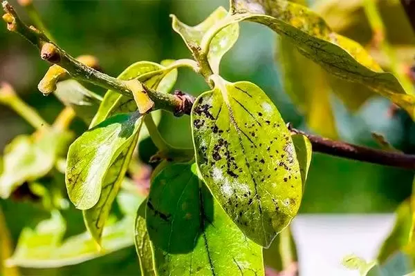 Почему листья хурмы покрываются бурыми пятнами и как сохранить здоровье дерева?