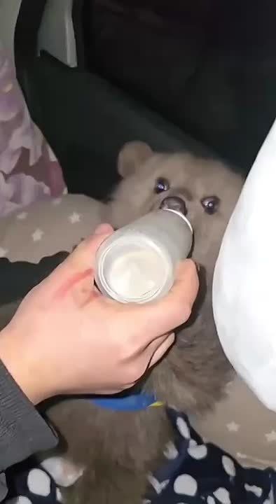 ������������� ����������-������ ������ � �������� ������