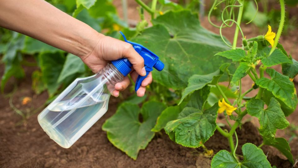 ��� ���������� �� ��� � ���������� �����: ����������� ������ ��� �����