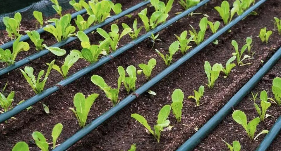 ��������� ����� ������ ������: �� ���� �� ����������