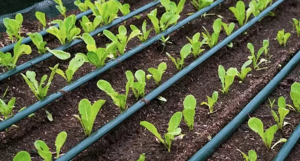 Капельный полив своими руками: от идеи до реализации