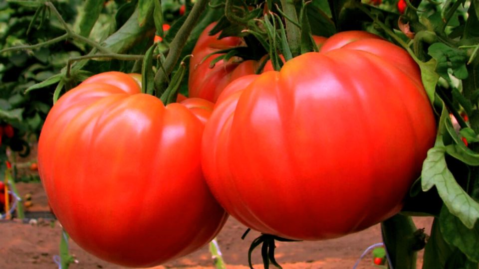 ���� ������ ���������� ���������, ������� �������� �������