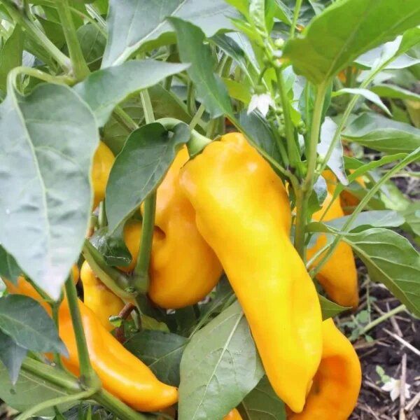 ����� ������� ������: ������� ����������� �������������� �����