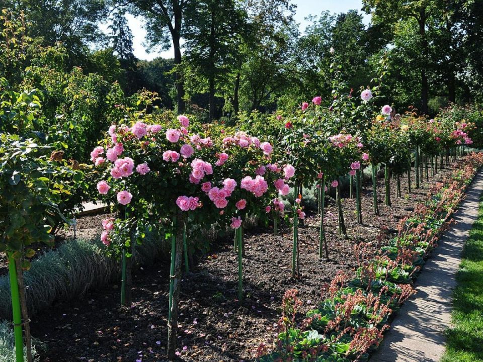 ��� ������� ������� ����� ����������� ���� ����: ������� ������� ���������