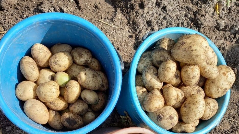 ��� ���������� ��������� ������ �� ������: ���������� ����������� ������������