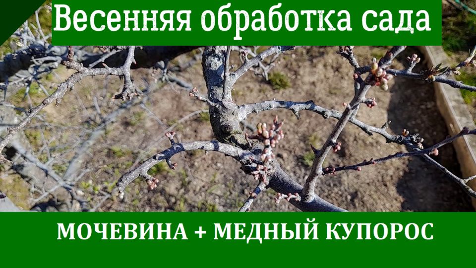 ��� ������ �������� ���: ��������� ��������� � ������ ���������