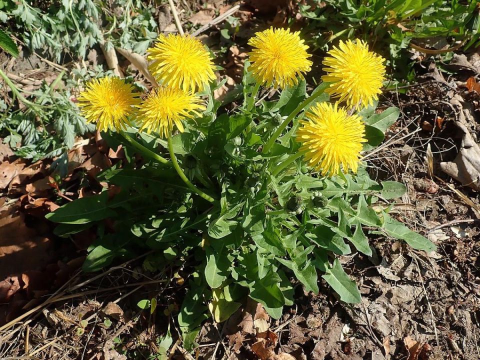 ��� �������� �������� ���� ��� �� �����������: ��������, ����������� ��������