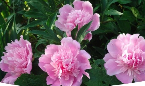 ��� ��������� ������������� ����� ������ ��� �������� ����� � ������� ��������