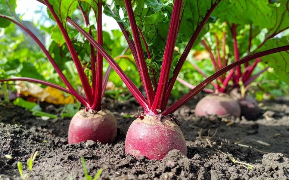 ������� ����� ��� ����� �����: 7 ������ ������ ��� ������ �������