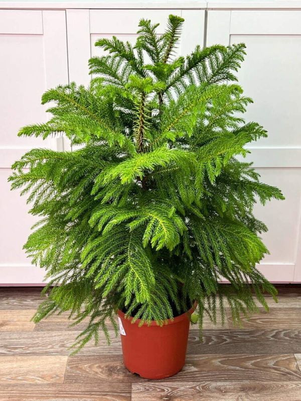 ���������: ��� ��������� �� ��������� ���� � ���������� � � �������� ��������